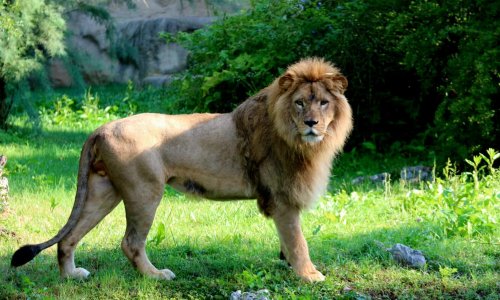 Maksimir ima novog 'kralja životinja': U ZOO stigao mladi par afričkih lavova