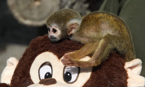 Majmunčič Punch rastopio svijet ljubavi prema plišanom orangutanu, danas slavi prvi rođendan