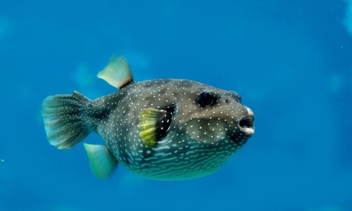 Mediteran su preplavile invazivne vrste. Neke mogu biti opasne za ljude
