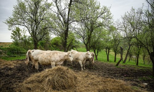 Tri osobe oboljele od bruceloze u Hercegbosanskoj županiji