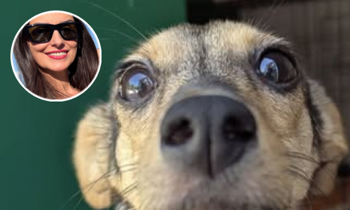 Novi detalji oko kujice Lou: Privremeno je smještena do povratka Višnjića u RH, javila se Rupić s kritikama