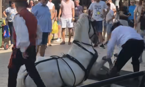 Mučne scene u Sinju: Konji popadali na sliskim kamenim ulicama, snimke se šire mrežama