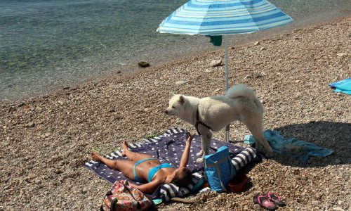 Kamp na Cresu ulazak psa naplatio 7,5, a čovjeka 2 eura: Ovo je njihovo objašnjenje