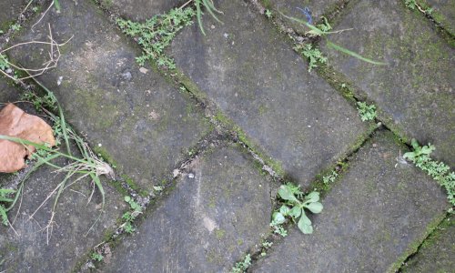 Zaboravite na kemikalije: Ovo je najjeftiniji trik za uklanjanje tvrdoglavog korova iz vašeg dvorišta