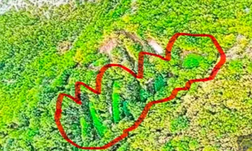 Otkrivene ogromne plantaže kanabisa u Hercegovini: Pogled iz zraka otkriva razmjere