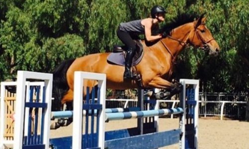 'Penny' iskeširala milijune za hrvatskog konja