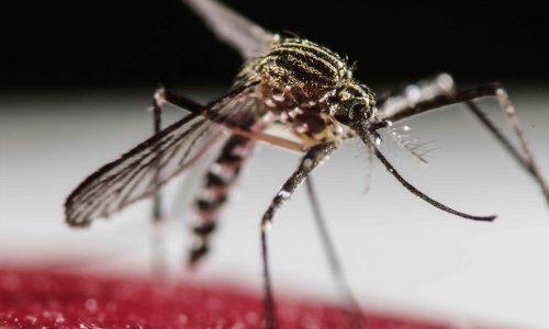 U našem susjedstvu otkriven virus za koji nema cjepiva ni lijeka