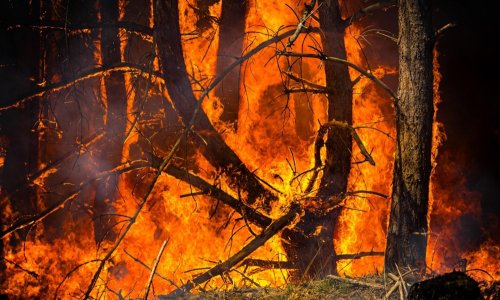Požari teroriziraju i Francusku i Njemačku: Pokrenuli velike evakuacije
