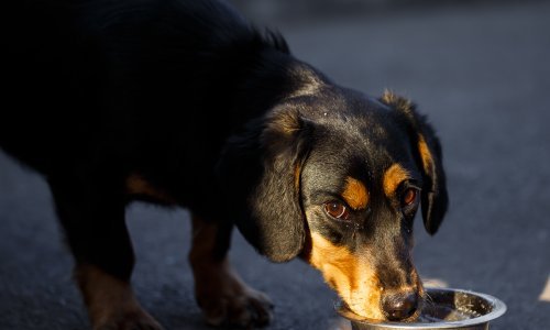 Posude s vodom u parkovima i na ulici pravo su leglo zaraze: Evo kako zaštititi ljubimca