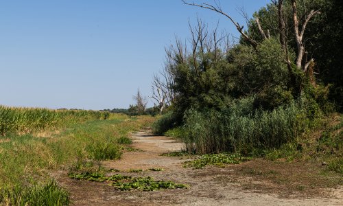 FOTO Nekad sve pod vodom, sada nepregledne livade: Suša preobrazila Kopački rit