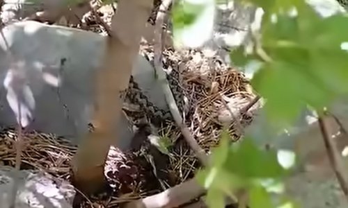 VIDEO Poskok na Velebitu uživa u jedenju ptice: 'Priroda nije uvijek nježna'