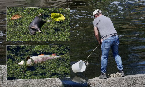 FOTO Pogledajte šokantne snimke pomora riba na Savi: Hrvatske vode na terenu