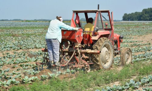 Područje oko Virovitice na koljenima zbog suše: Župan proglasio prirodnu nepogodu