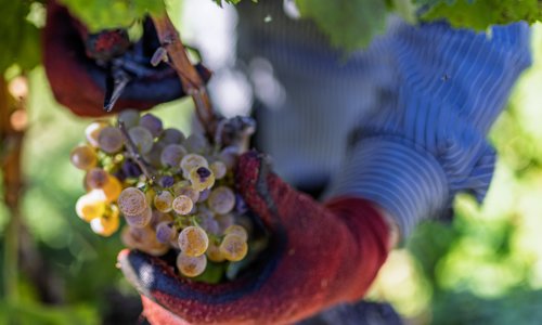 Je li suša vinogradarima pomrsila planove? 'Manje je grožđa, ali...'