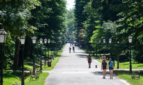 Zašto je drveće važno? 'Ako ostanemo njih, gradovi će postati betonirane pećnice'