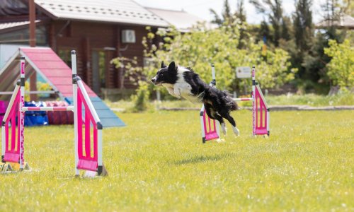 Veterinarka upozorava: Ovih sedam pogrešaka u parku za pse može mu stvoriti stres