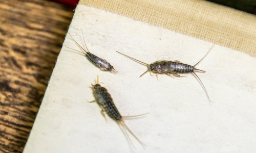 Pojavljuju se niotkuda i teško ih se riješiti: Evo što privlači srebrne ribice