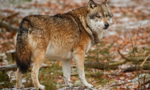 Vukovi siju strah u hrvatskom susjedstvu: U napadima stradala i djeca