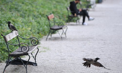 Virus Zapadnog Nila stigao u Zagreb, stručnjaci upozoravaju: 'Vrijeme je da se utvrdi koliko je raširen'