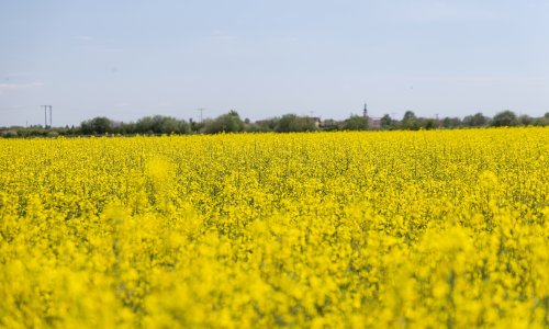 Proizvodnja uljane repice ove bi se godine mogla najviše povećati
