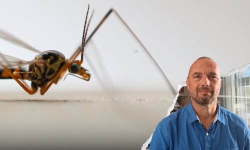 Širi se virus Zapadnog Nila: Stručnjak objašnjava zašto raste rizik i kako se zaštititi