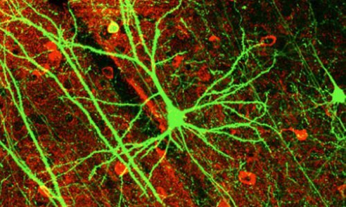 Otkrivena tehnika koja liječi razne ozljede mozga
