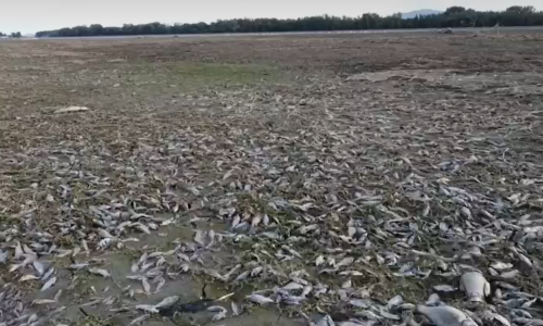 Masovni pomor riba na sjeveru Hrvatske: Dron snimio razmjere katastrofe