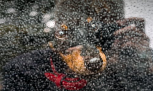 Ostavite psa u automobilu dok samo nešto obavite? U Hrvatskoj posljedice mogu biti puno skuplje nego što mislite