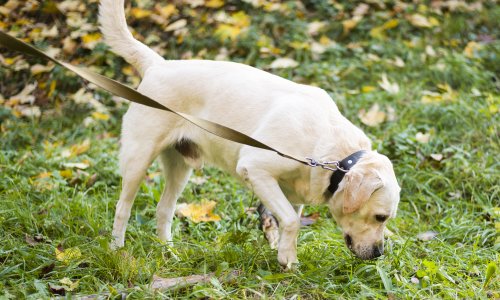 Jesen donosi skrivene opasnosti za pse: Na ove stvari tijekom šetnje posebno pripazite