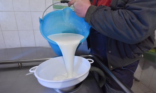 Proizvodnja mlijeka na OPG-ovima pala 4,5 posto, ali otkup snažno porastao