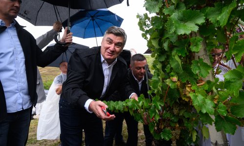 FOTO/VIDEO Ni kiša ih nije zaustavila: Milanović s diplomatima brao grožđe na Plešivici