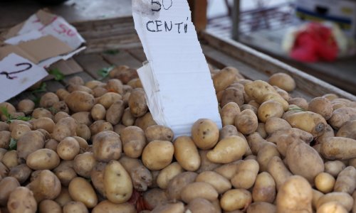 Suša naškodila krumpiru diljem Europe: Jedna zemlja je posebno na udaru