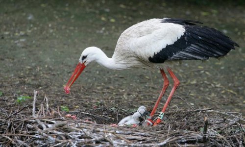 Prstenovane rode kreću na put prema Africi