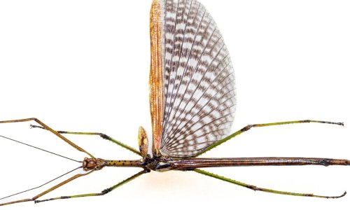 Znanstvenici otkrili dva nova kukca u Australiji. Jedan im je bio ispod nosa 50 godina