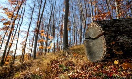 Od listopada počinje otkup žira i bukvice: Za kilogram nude čak 20 eura