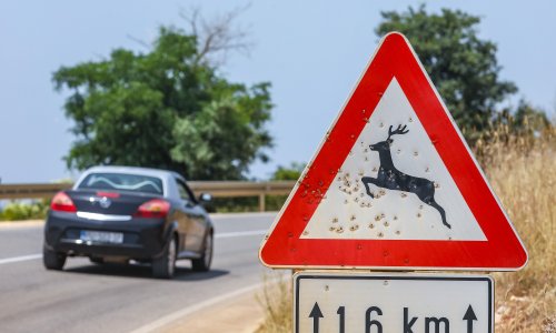 Policija upozorava vozače: U rujnu je u ovoj regiji evidentirano 50-ak naleta na divljač