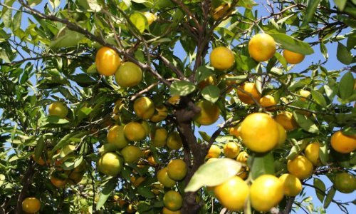 'Plasirajte mandarine u Europu umjesto u Rusiju'