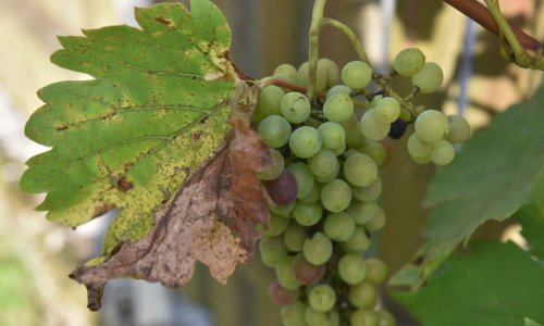 Ozbiljna prijetnja vinogradima: Zbog opasne bolesti naređeno krčenje trsova