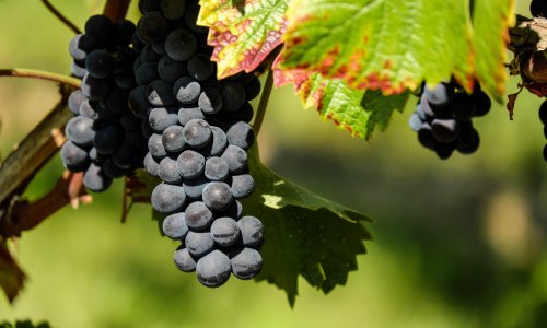 Sinj upozorio vinogradare oko opasne bolesti: Evo što napraviti u slučaju zaraze