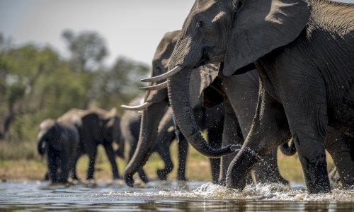WWF upozorava: Populacije kralježnjaka u svijetu sve su manje