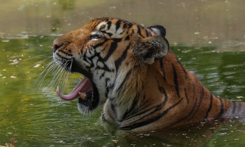 Užas u zoološkom vrtu: Muškarac uskočio među tigrove, nije dobro prošao