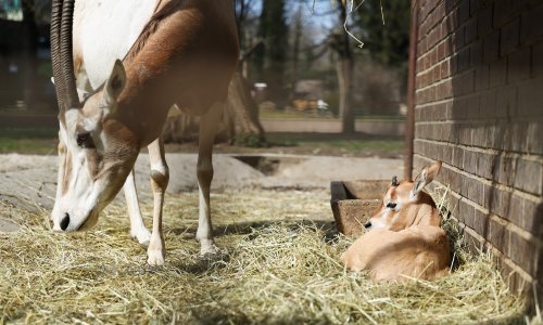 Rekord u zagrebačkom Zoološkom vrtu: Rođeno treće mladunče ugroženog sabljorogog oriksa