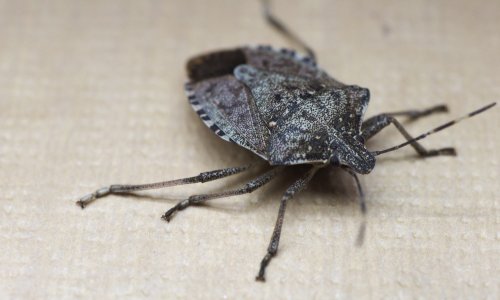 Nepozvani gosti već kucaju na vaše prozore: Evo kako ih zaustaviti bez ijedne kemikalije