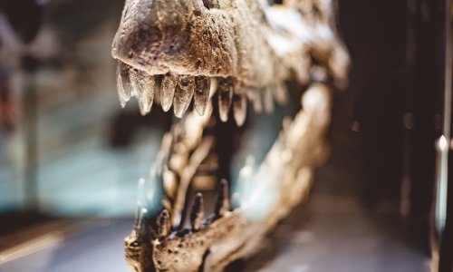 Gotovo 100 godina bio je zaboravljen u muzejskoj ladici, a onda je pomogao otkriti novog dinosaura