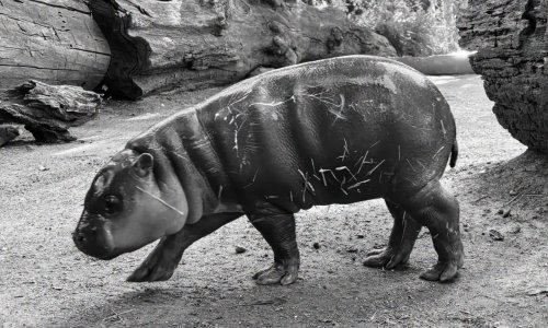 Tužna vijest iz zagrebačkog ZOO-a: Mladunče vodenkonja pronađeno mrtvo