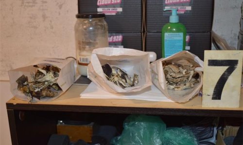FOTO Pao diler i uzgajivač halucinogenih gljiva: Krao struju za ilegalni laboratorij