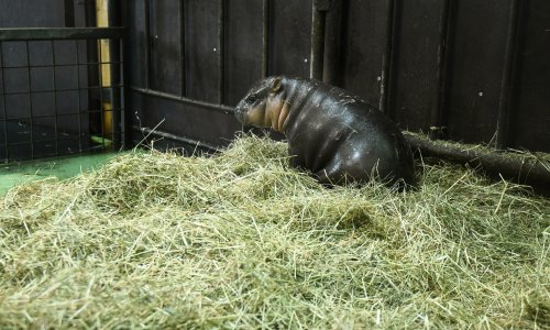 Ravnatelj zagrebačkog zoološkog o smrti mladunčeta vodenkonja: Spominju se radovi u nastambi