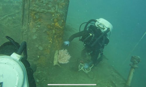 Znanstvenici oduševljeni: U olupinama brodova iz Drugog svjetskog rata otkrili nešto neočekivano
