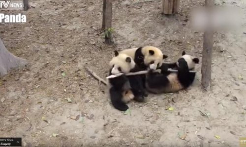 Čak i pande mogu biti gadovi