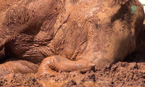 Hrkanje je gadna stvar, pogotovo kad imaš surlu i spavaš u blatu